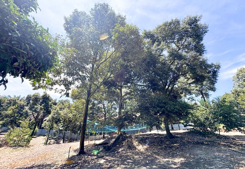 Durian Pahang @ Agricultural Land