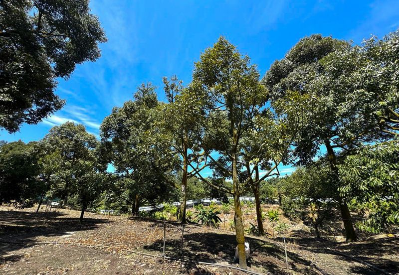 Durian Pahang @ Agricultural Land