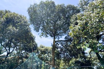 Durian Pahang @ Agricultural Land