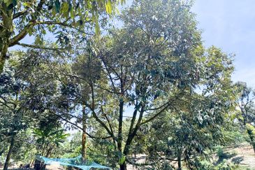 Durian Pahang @ Agricultural Land