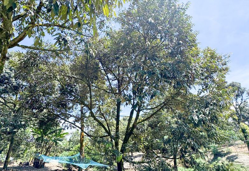 Durian Pahang @ Agricultural Land