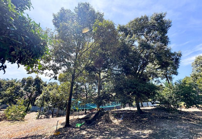 Durian Pahang @ Agricultural Land