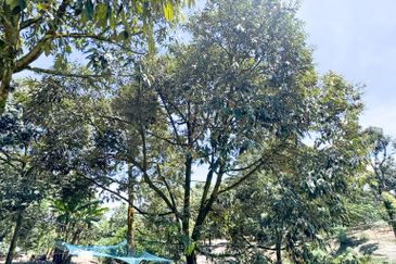 Durian Pahang @ Agricultural Land