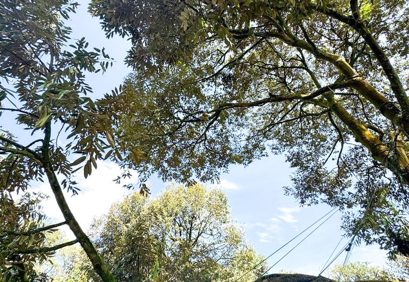 Durian Pahang @ Agricultural Land