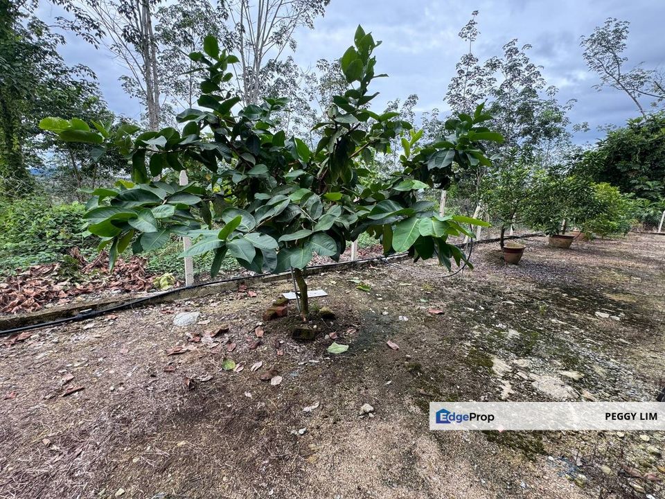 Fruit Farm in Gerik Perak Hulu Perak for Sale, Perak, Gerik