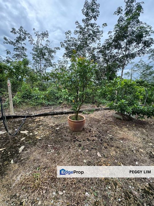 Fruit Farm in Gerik Perak Hulu Perak for Sale, Perak, Gerik