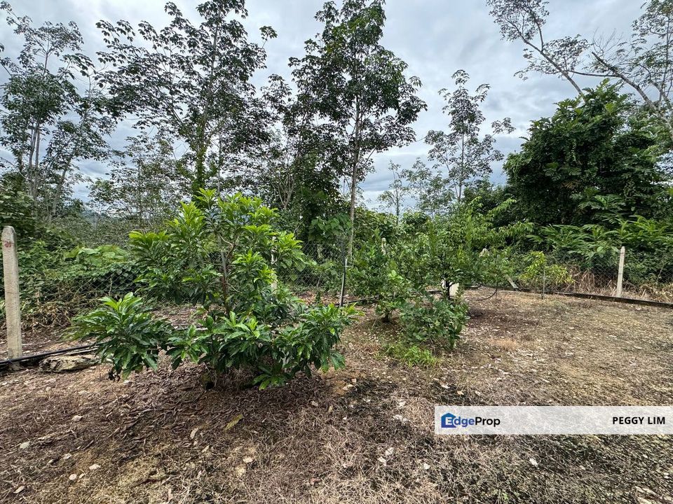 Fruit Farm in Gerik Perak Hulu Perak for Sale, Perak, Gerik