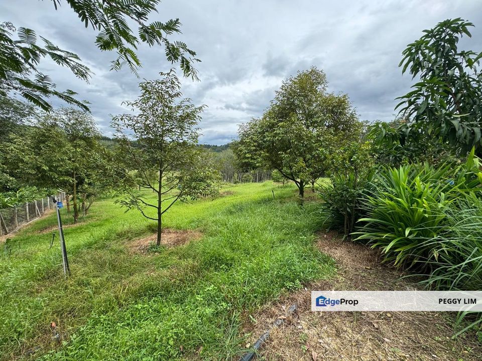 Fruit Farm in Gerik Perak Hulu Perak for Sale, Perak, Gerik