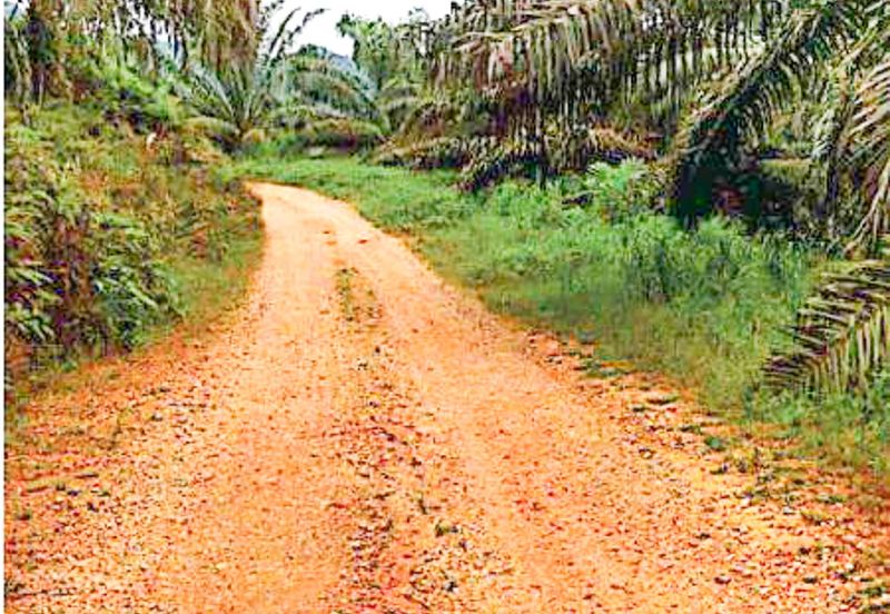 Palm Oil Plantation + Mill for Sale – Jeli, Kelantan