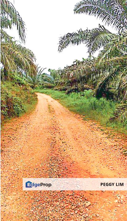 Palm Oil Plantation + Mill for Sale – Jeli, Kelantan, Kelantan, Jeli