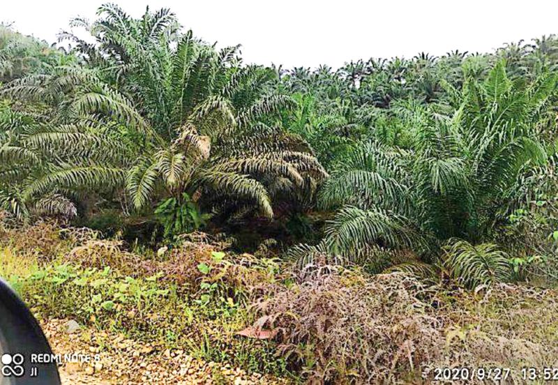 Palm Oil Plantation + Mill for Sale – Jeli, Kelantan