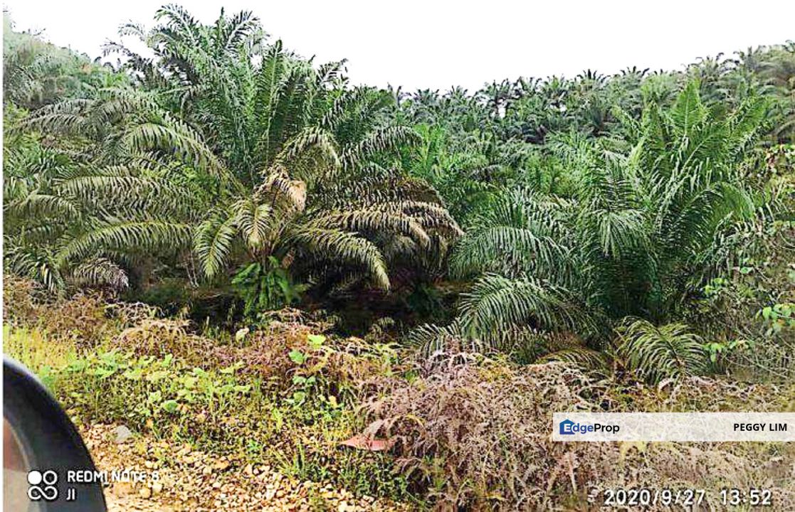 Palm Oil Plantation + Mill for Sale – Jeli, Kelantan, Kelantan, Jeli