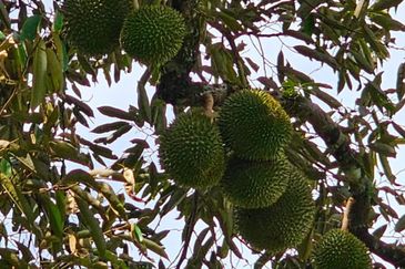 Resort with Durian Farm for Sale Sungai Makau-Hulu Langat, Selangor