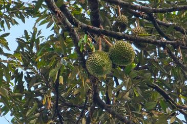 Resort with Durian Farm for Sale Sungai Makau-Hulu Langat, Selangor