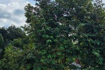 Semenyih Sungai Lalang Durian Farm for Sale