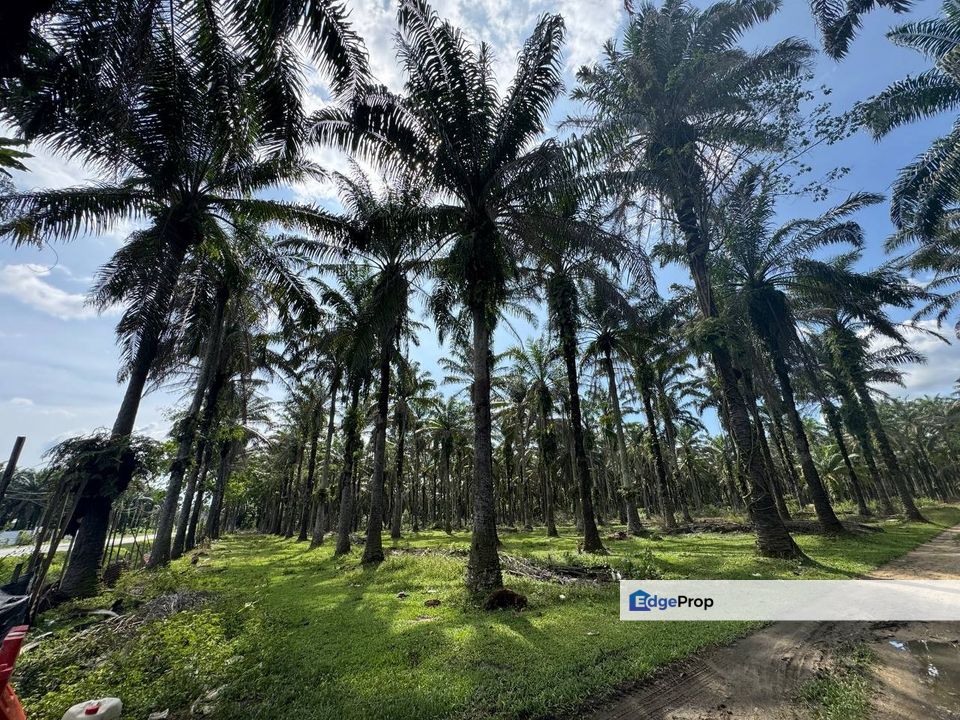 Agriculture Land @ Bidor, Perak For Sale , Perak, Batang Padang