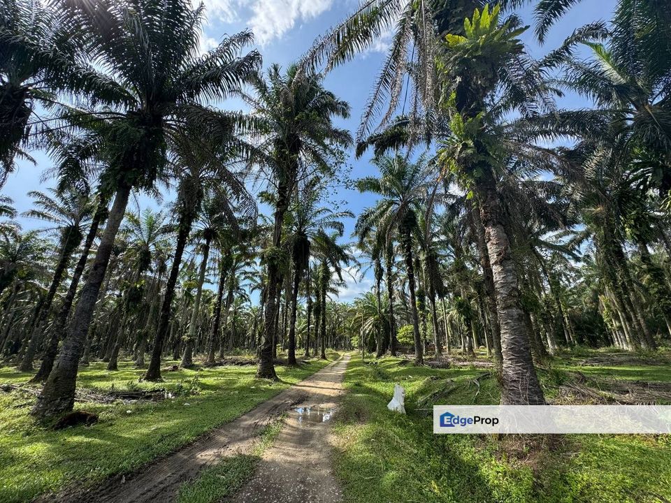 Agriculture Land @ Bidor, Perak For Sale , Perak, Batang Padang