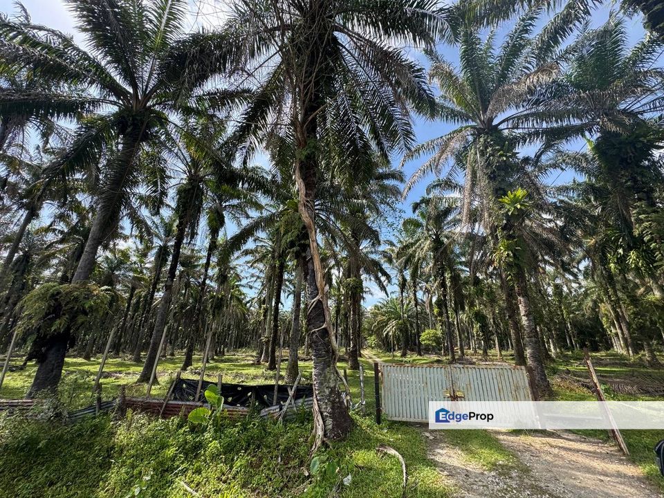 Agriculture Land @ Bidor, Perak For Sale , Perak, Batang Padang