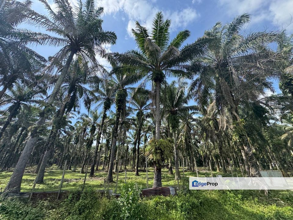 Agriculture Land @ Bidor, Perak For Sale , Perak, Batang Padang