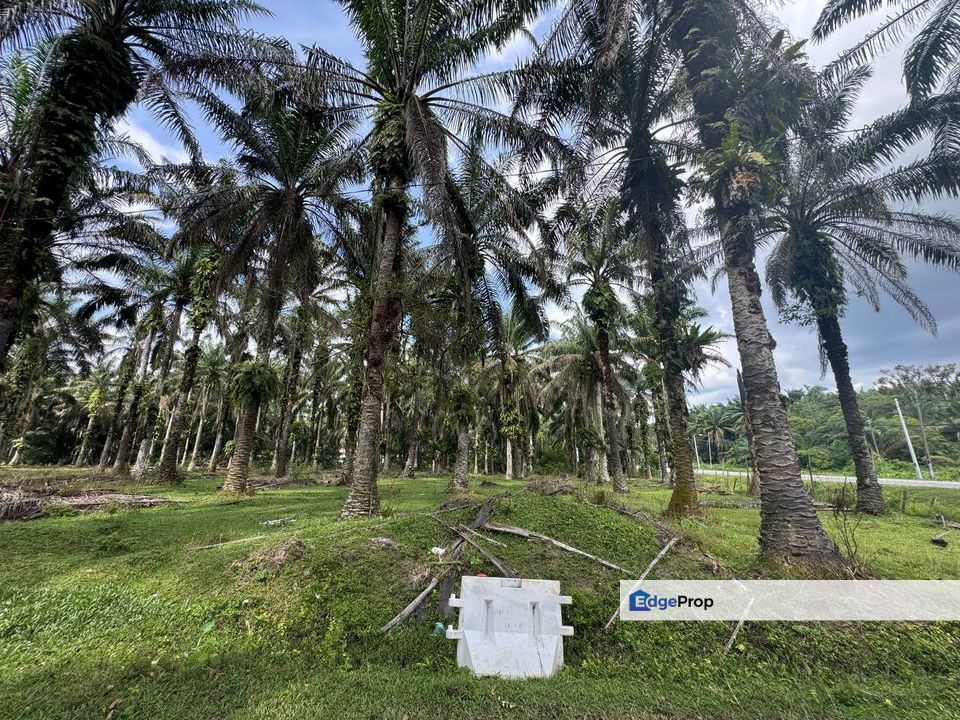 Agriculture Land @ Bidor, Perak For Sale , Perak, Batang Padang