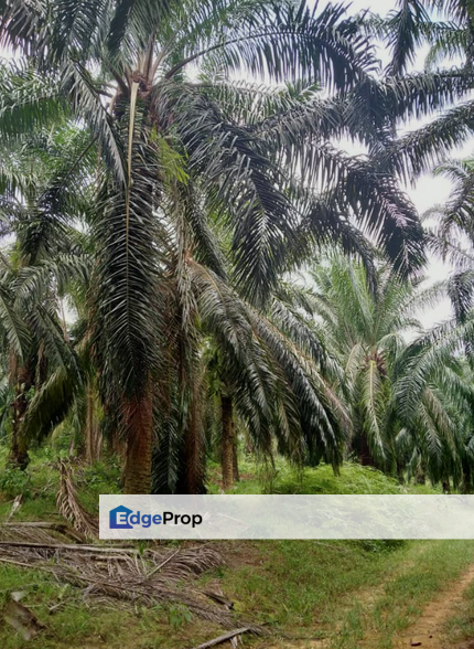 Agriculture Land @ Sungkai, Perak For Sale , Perak, Sungkai