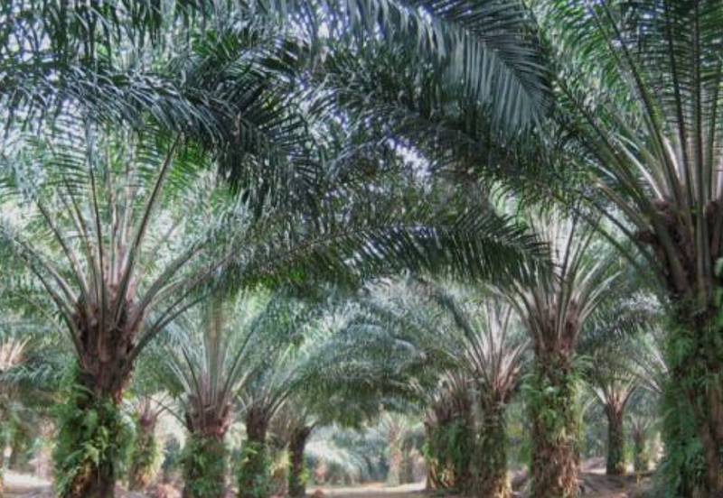 Agriculture Land @ Port Dickson, Negeri Sembilan For Sale