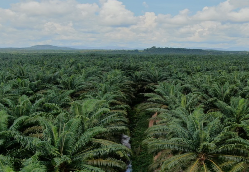 Agriculture Land @ Port Dickson, Negeri Sembilan For Sale