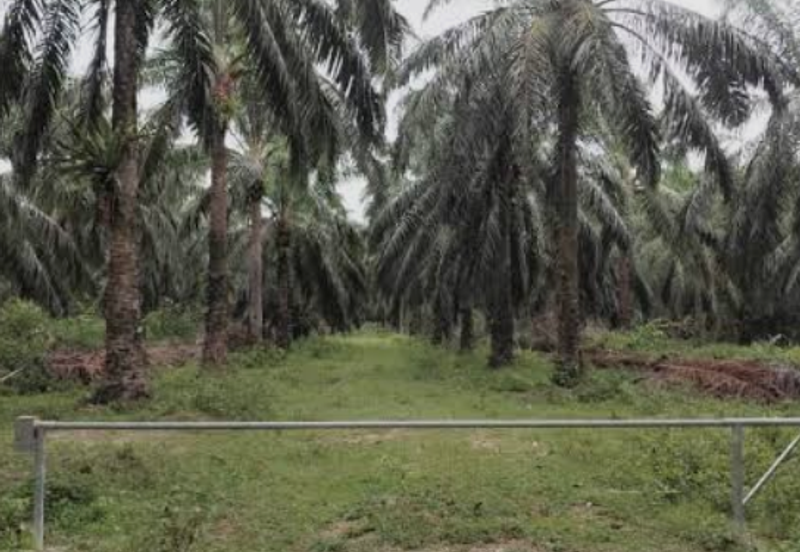 Agriculture Land @ Port Dickson, Negeri Sembilan For Sale