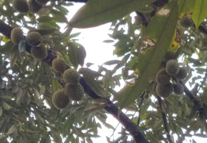 Durian Farm Land @ Padang Tengku, Pahang For Sale 
