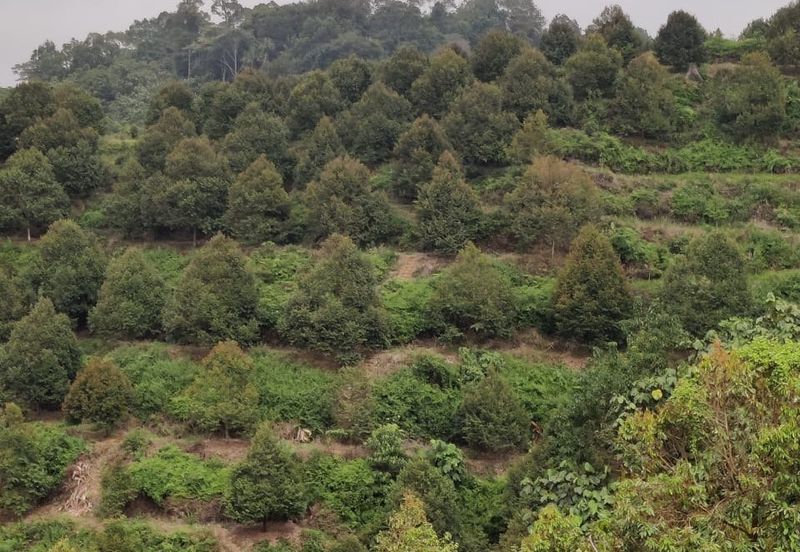 Durian Farm Land @ Padang Tengku, Pahang For Sale 