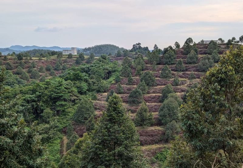 Durian Farm Land @ Padang Tengku, Pahang For Sale 