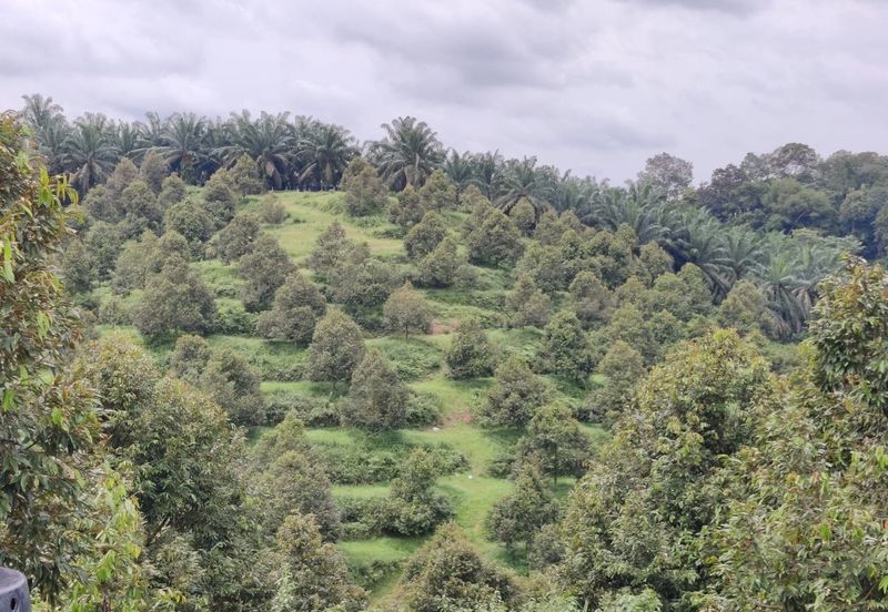 Durian Farm Land @ Padang Tengku, Pahang For Sale 