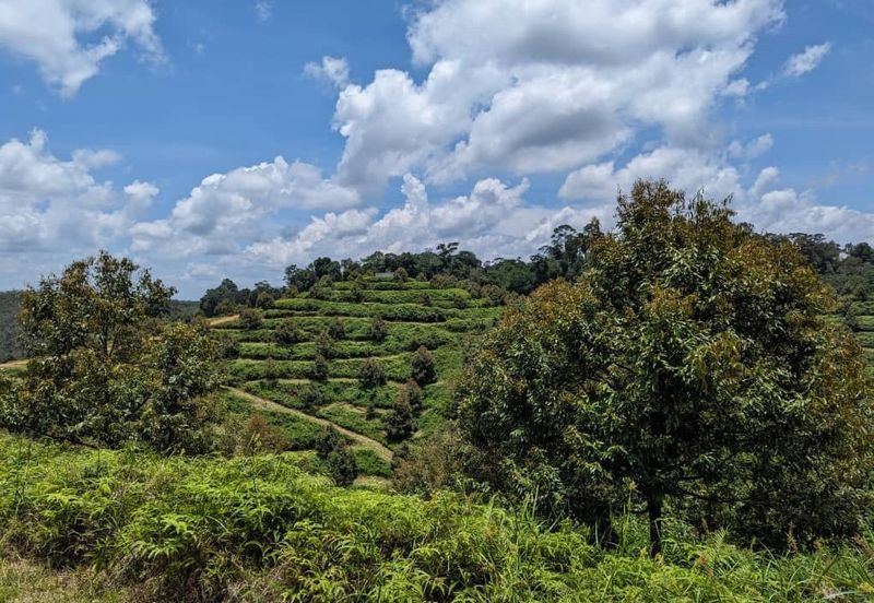 Durian Farm Land @ Padang Tengku, Pahang For Sale 