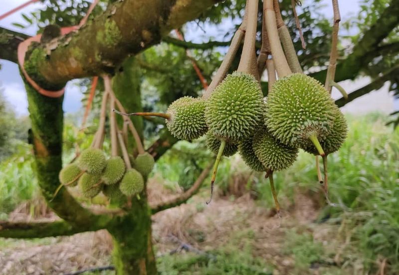 Durian Farm Land @ Padang Tengku, Pahang For Sale 