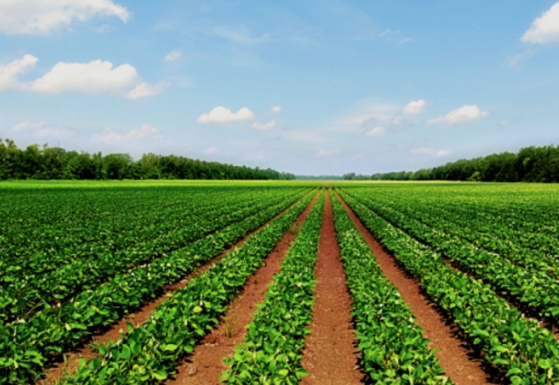 Agriculture Land @ Klang, Selangor For Sale 