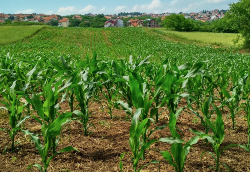 Agriculture Land @ Klang, Selangor For Sale 