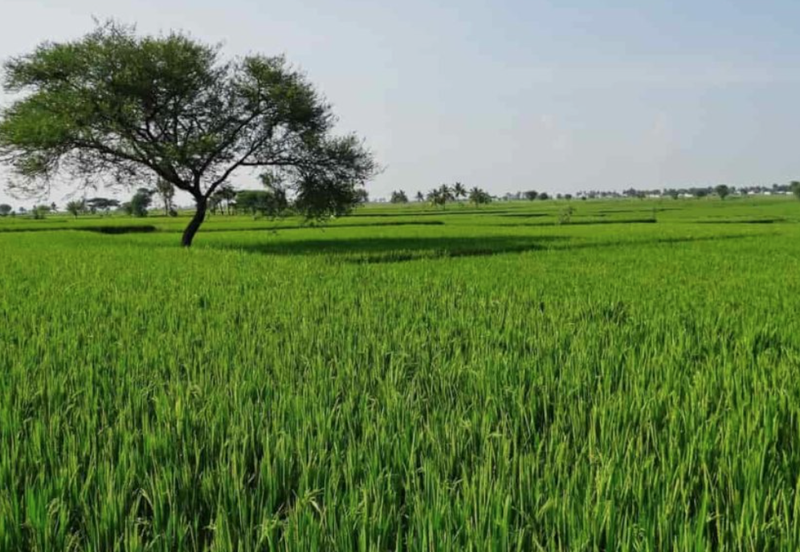 Agriculture Land @ Klang, Selangor For Sale 