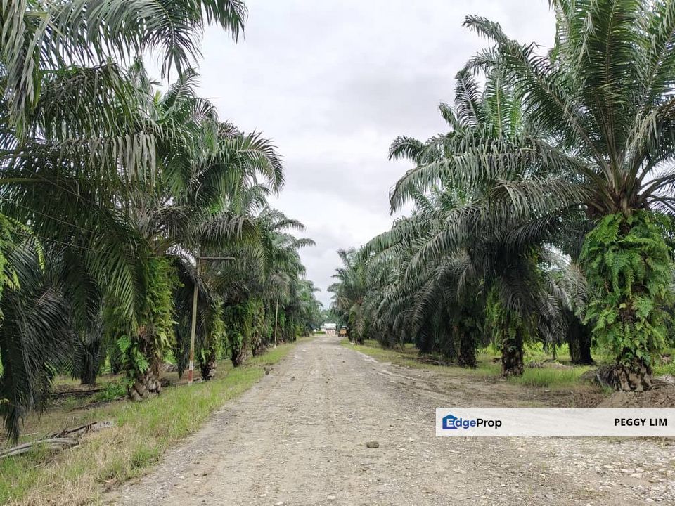 Oil Palm Plantation @ Beluran, Sabah, Sabah, Beluran