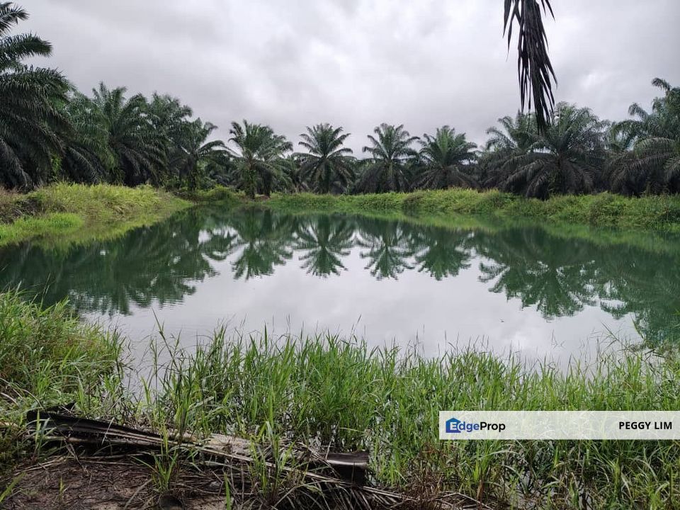 Oil Palm Plantation @ Beluran, Sabah, Sabah, Beluran