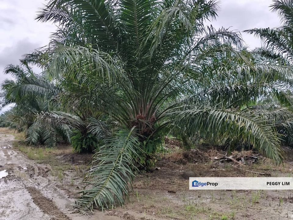 Oil Palm Plantation @ Beluran, Sabah, Sabah, Beluran