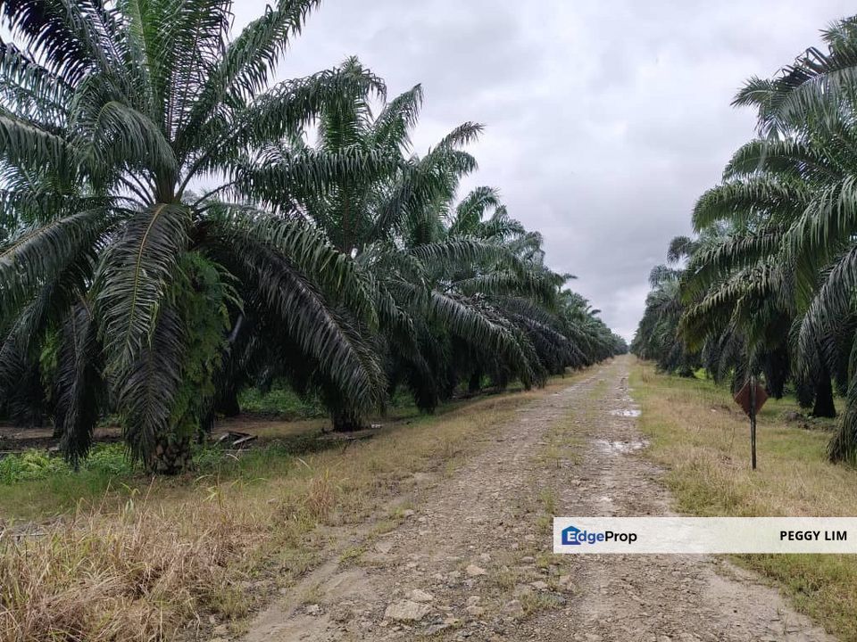 Oil Palm Plantation @ Beluran, Sabah, Sabah, Beluran