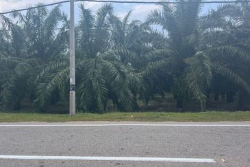 Farmland Available for Purchase @ Jorak, Muar, Johor