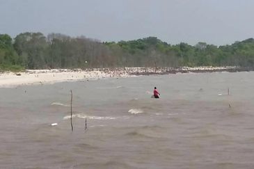 Sekinchan Bay Land, Selangor - 1 Plot Available for Purchase