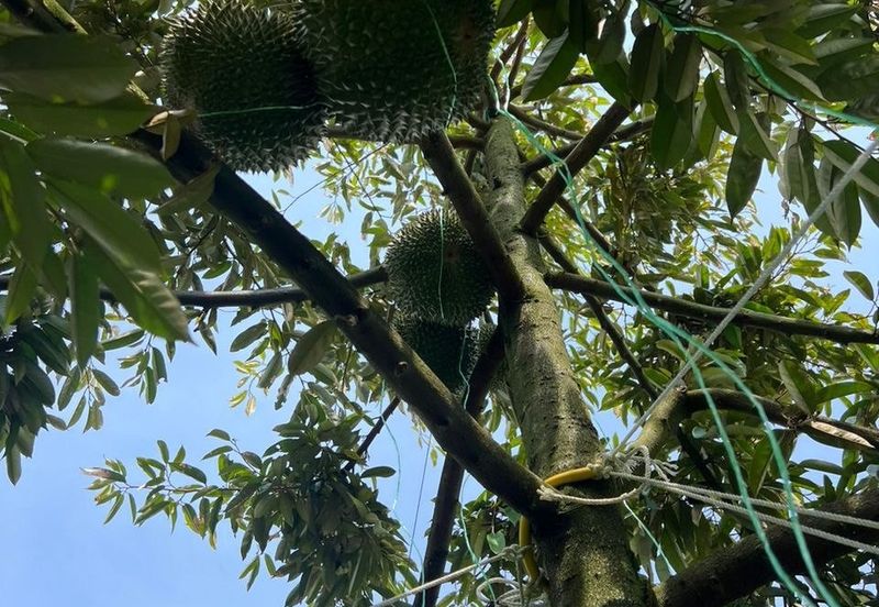 Mantin-Lenggeng Seremban @ Negeri Sembilan  Durian Farm for Sale.