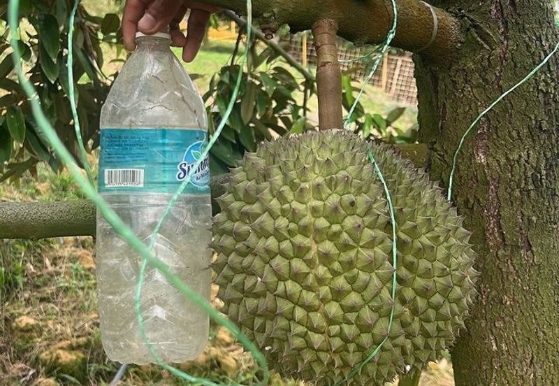 Mantin-Lenggeng Seremban @ Negeri Sembilan  Durian Farm for Sale.