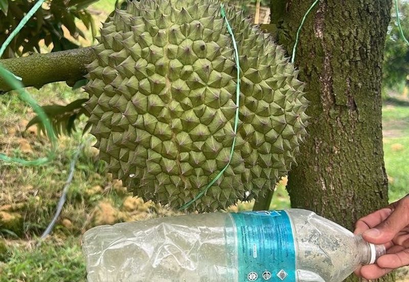 Mantin-Lenggeng Seremban @ Negeri Sembilan  Durian Farm for Sale.