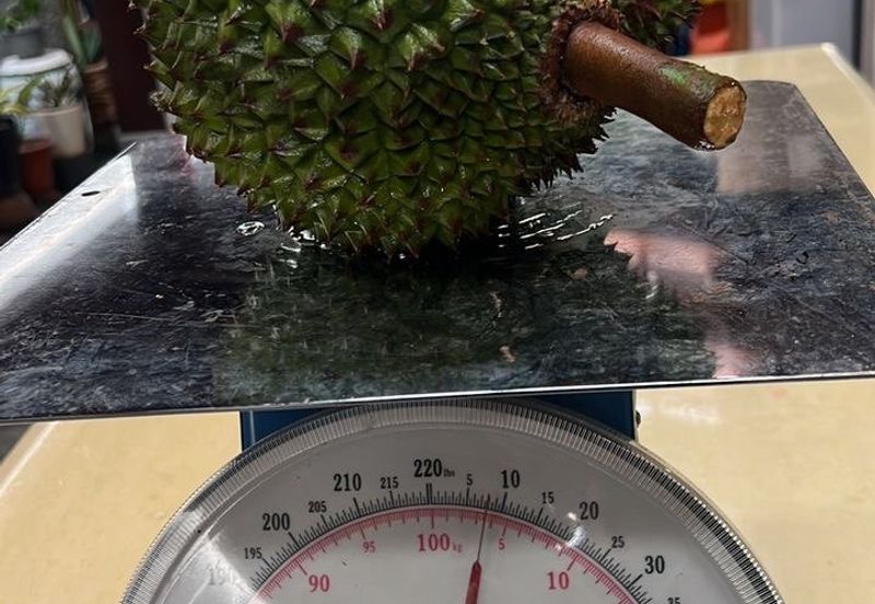 Mantin-Lenggeng Seremban @ Negeri Sembilan  Durian Farm for Sale.