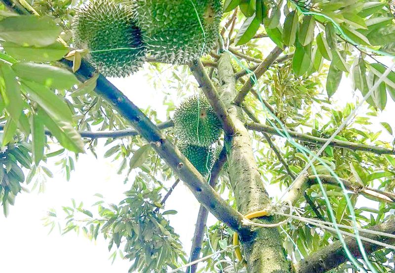 Mantin-Lenggeng Seremban @ Negeri Sembilan  Durian Farm for Sale.