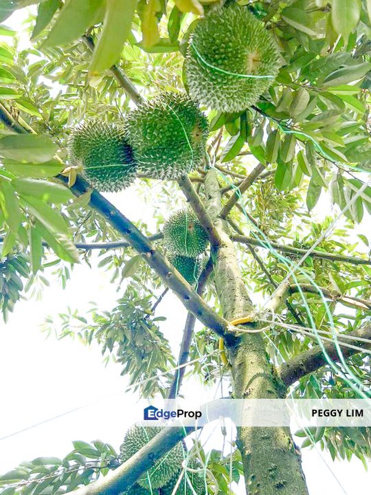 Mantin-Lenggeng Seremban @ Negeri Sembilan  Durian Farm for Sale., Negeri Sembilan, Lenggeng
