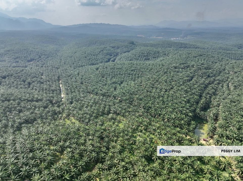 Jempol - Jelai @ Negeri Sembilan Oil Palm Plantation for Sale., Negeri Sembilan, Jempol